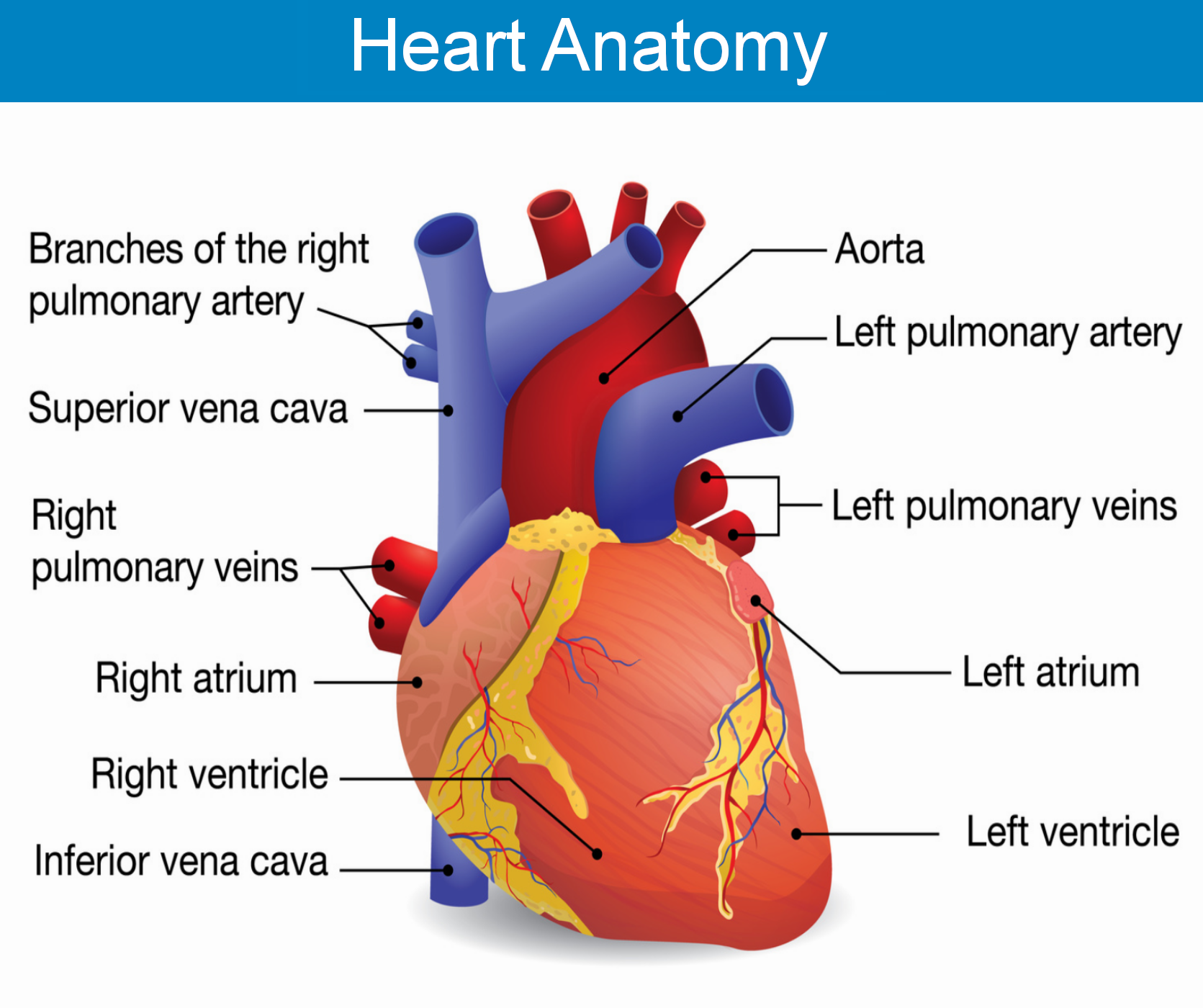 Cardiac Arrest, Human Heart Anatomy, cardiac arrest warning signs, cardiac arrest help, cardiac arrest first aid