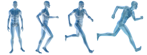 What are Bones?, Composition, Remodeling, Growth, Loss, What, are, Bones, National CPR Foundation