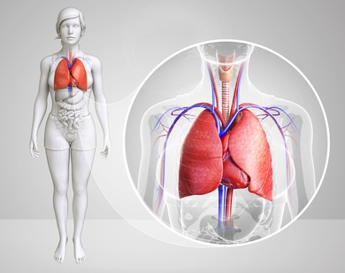 What is a Human Lung?, Oxygen, Organ, Respiration, Diaphragm, What, is, a, Human, Lung